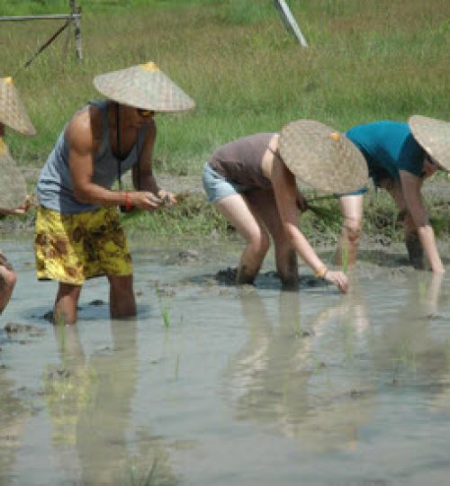 Rice planting experience - rice seedlings